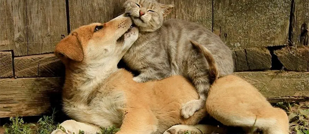 专门给宠物拍照的app