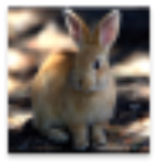 动物叫声官网版