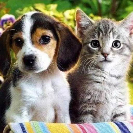 宠物家园官网版