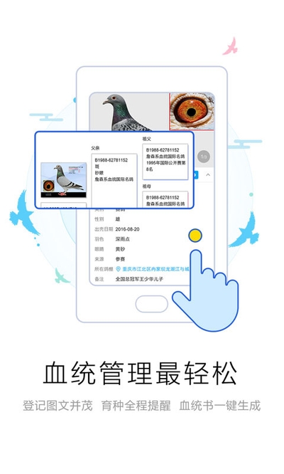 爱鸽者安卓版