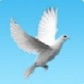 鸽钟最新版