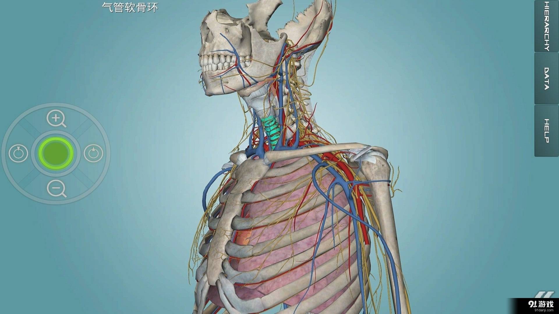 人体解剖学图集免费版