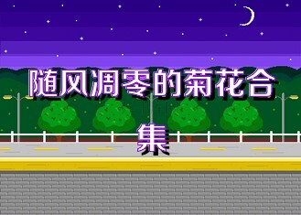 随风凋零的菊花合集