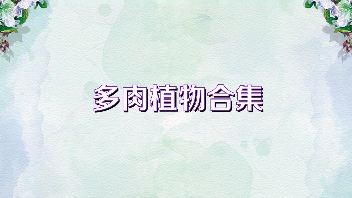 多肉植物合集